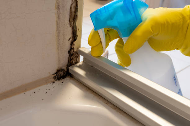 Best Residential Mold Removal  in Lambertville, MI