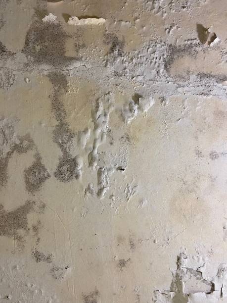 Mold Removal Process in Lambertville, MI
