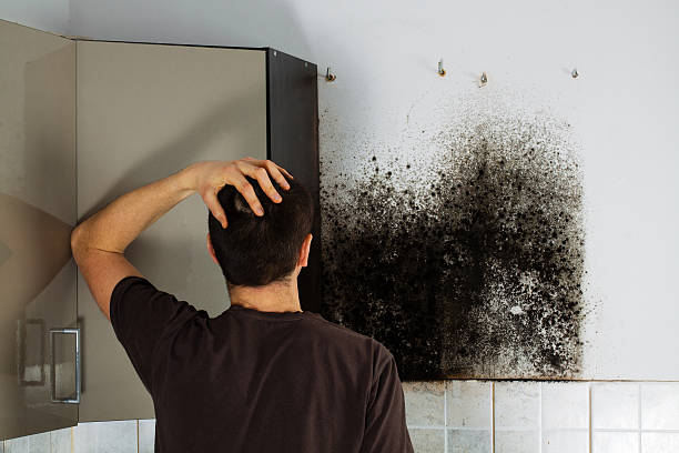 Best Attic Mold Removal  in Lambertville, MI