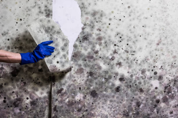 Best Affordable Mold Removal  in Lambertville, MI