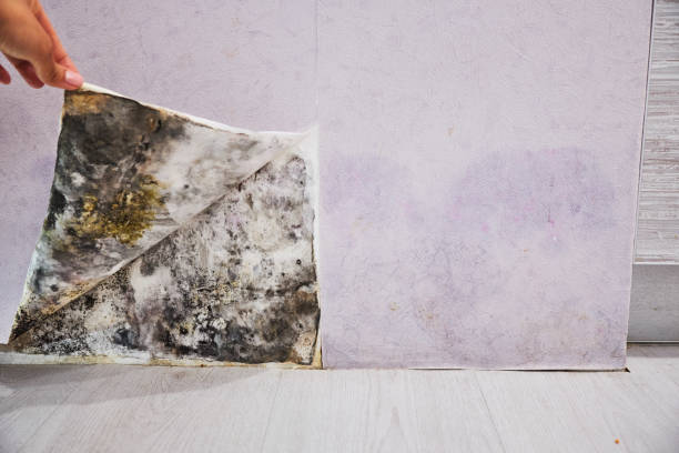 Best Office Mold Removal Services  in Lambertville, MI